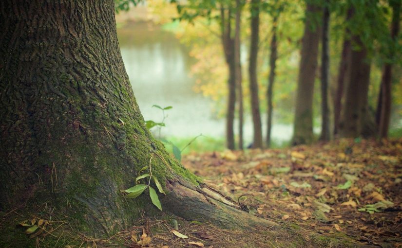 Przepiękny i {zadbany ogród to nie lada wyzwanie, zwłaszcza jak jego pielęgnacją zajmujemy się sami.